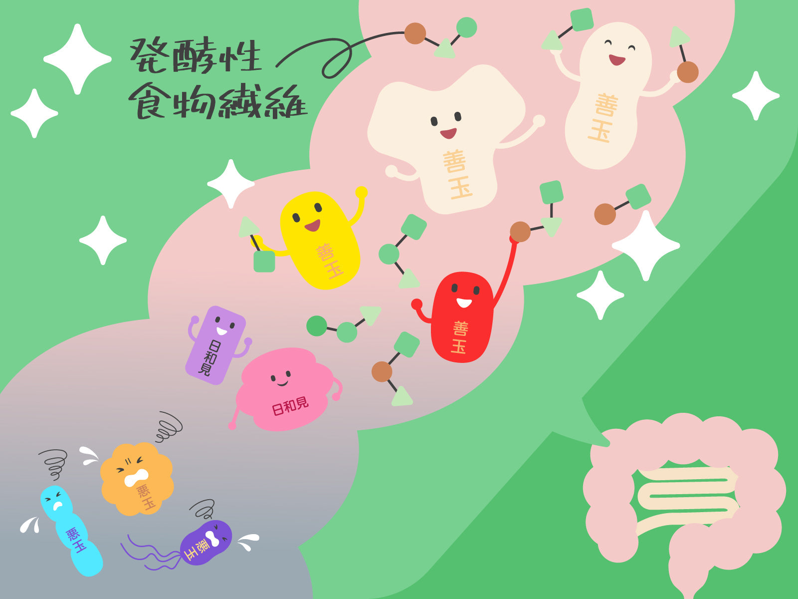善玉菌とは?