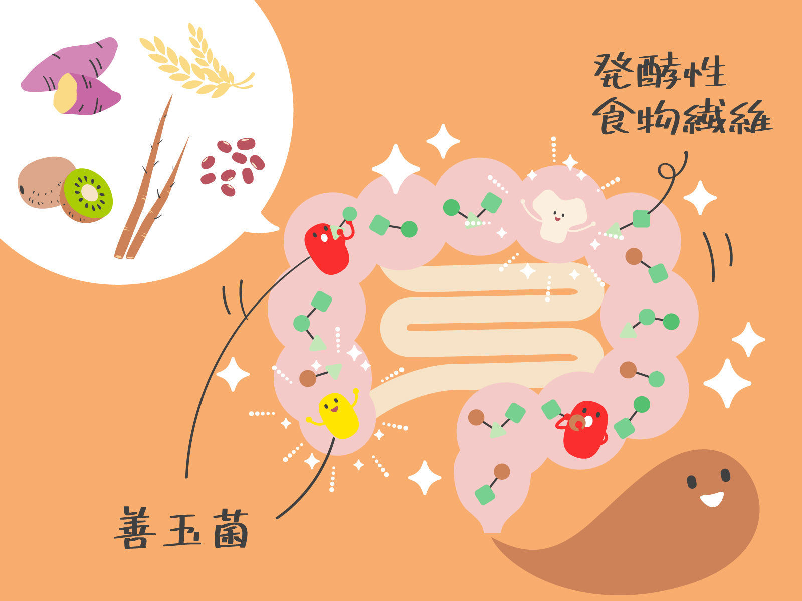 腸内細菌と便秘との関係［発酵性食物繊維が鍵！］