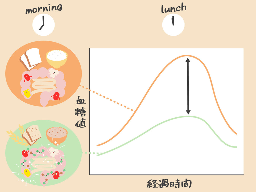 腸内細菌とセカンドミール効果の関係性［発酵性食物繊維が鍵！］