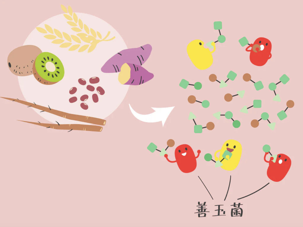 発酵性食物繊維とは？