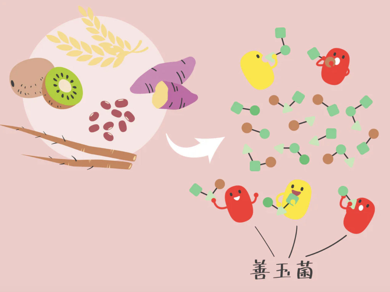 発酵性食物繊維とは？