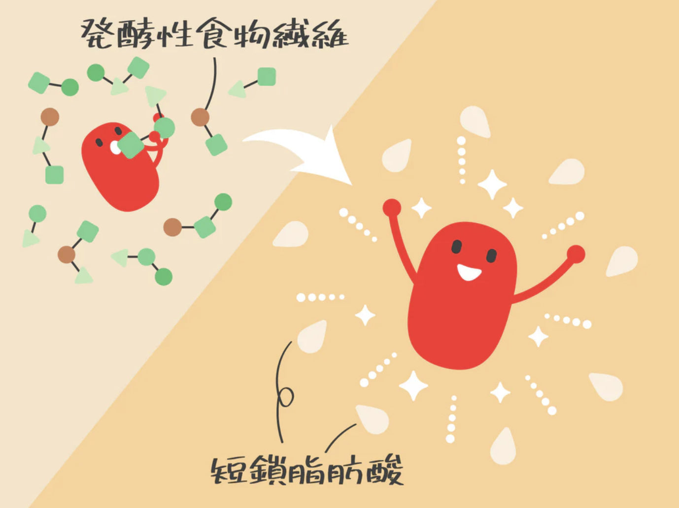 短鎖脂肪酸とは？