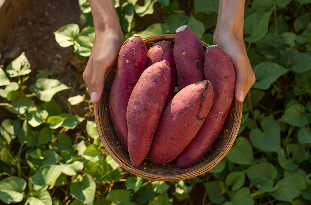 さつまいもをダイエットに活かすには？日々の食事に取り入れるためのコツや注意点も紹介！